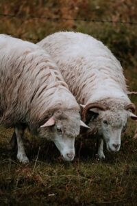 テスト用のcc0画像　